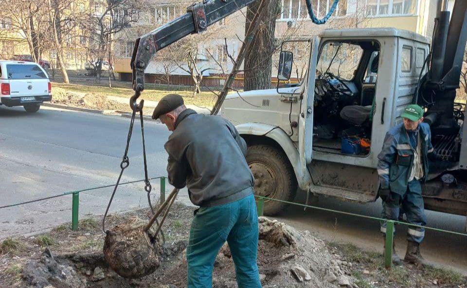 Дерева висаджували за допомогою крана. Фото: КП УЗН Солом’янського району