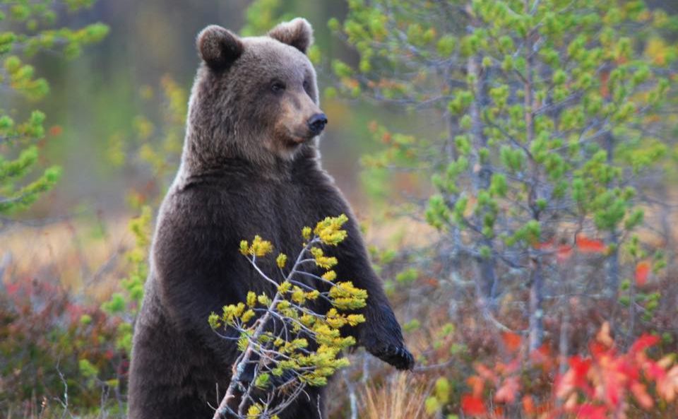 Російська агресія завдає значної шкоди українській природі Фото: Save Wild