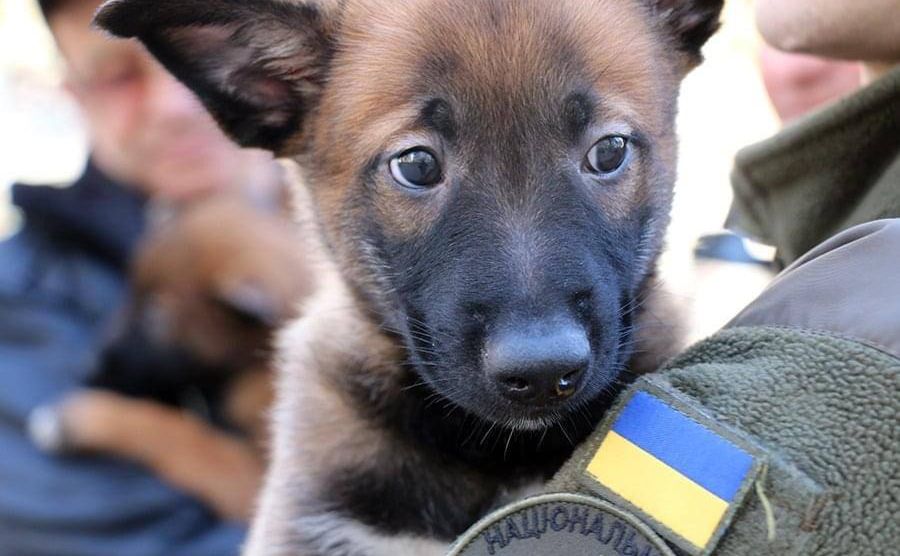Цуценя малінуа вже підкорило серця нацгвардійців. Фото: МВС України