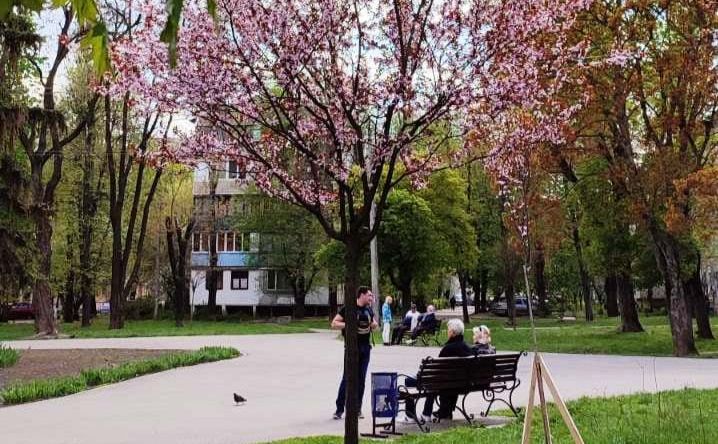 Ілюстративне фото від Київзеленбуду