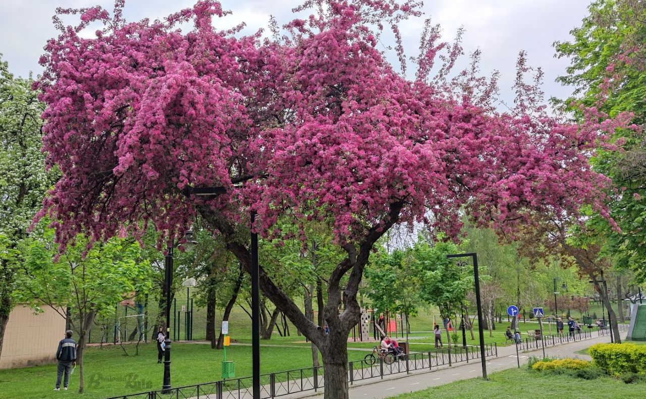 У столичних парках буяє весна. Фото: Катерина Новосвітня