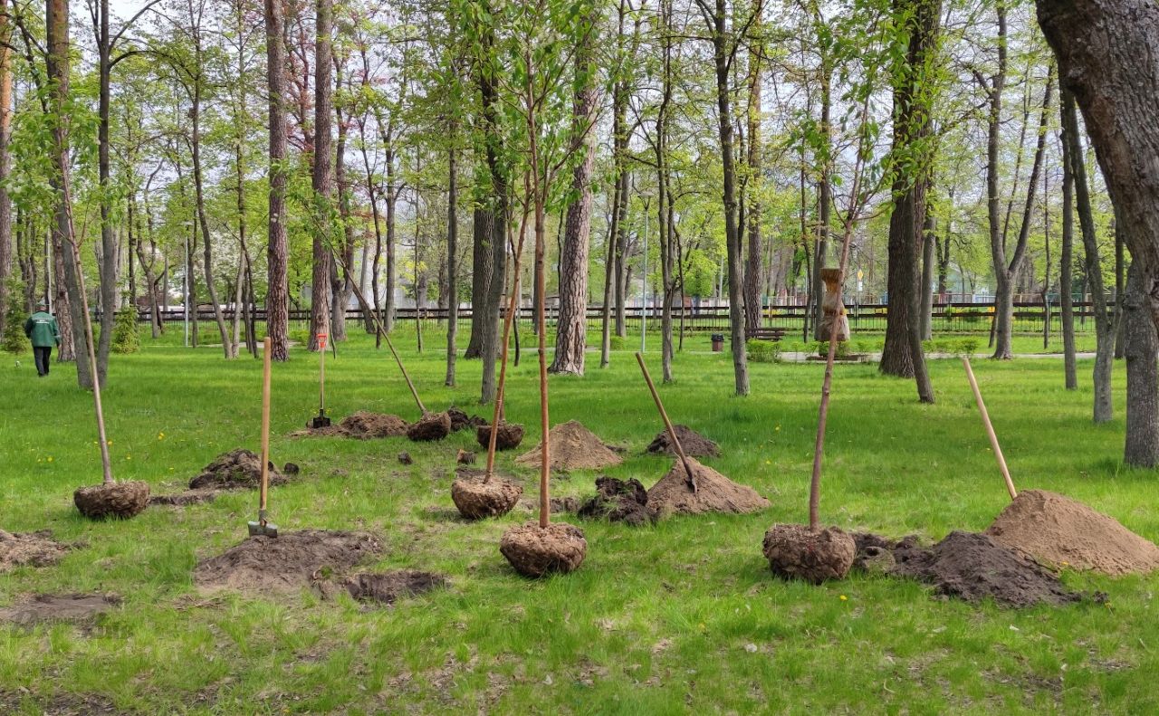 Під час толок висадять і дерева. Фото «Вечірній Київ»