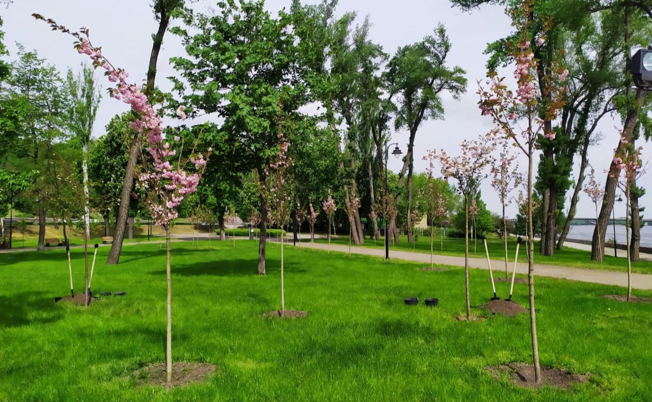 Сакури у Наводницькому парку. Фото: Олексій Король