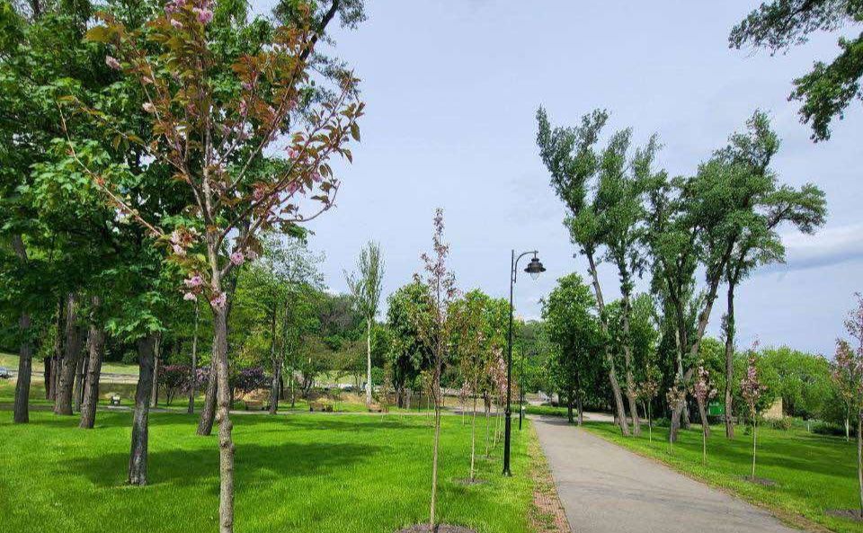 Алея вже складається більше ніж з 30 дерев. Фото: Печерська РДА