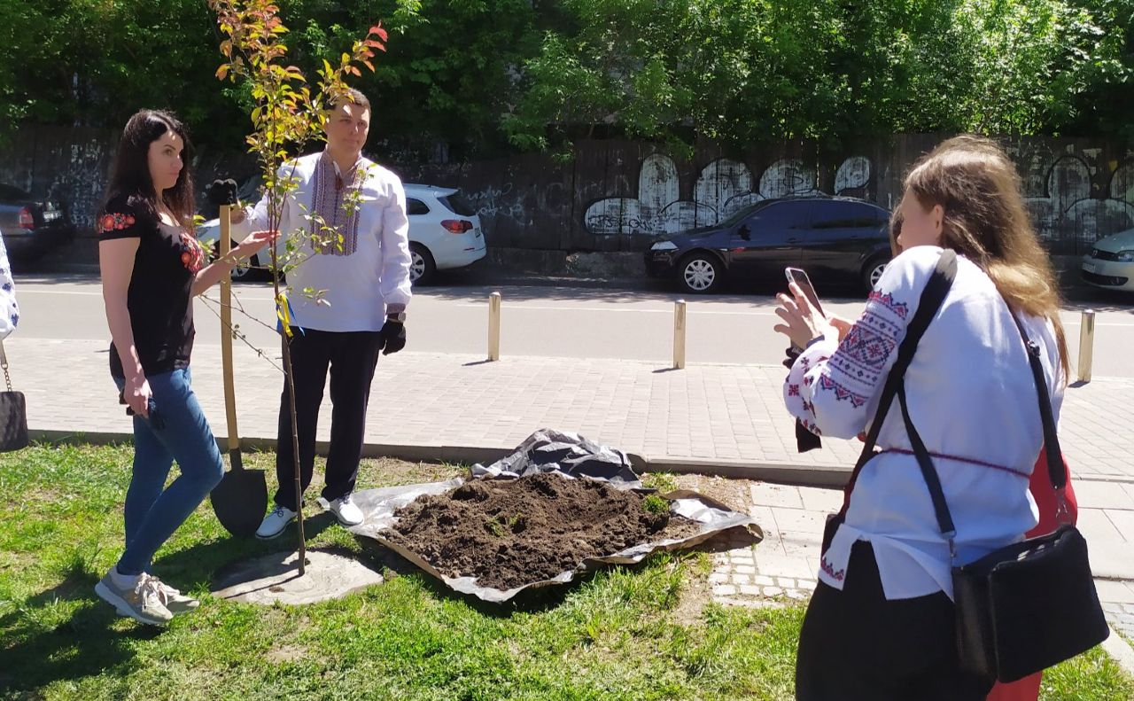 Дерева подарувало місту Міністерство юстиції України. Фото: Київзеленбуд