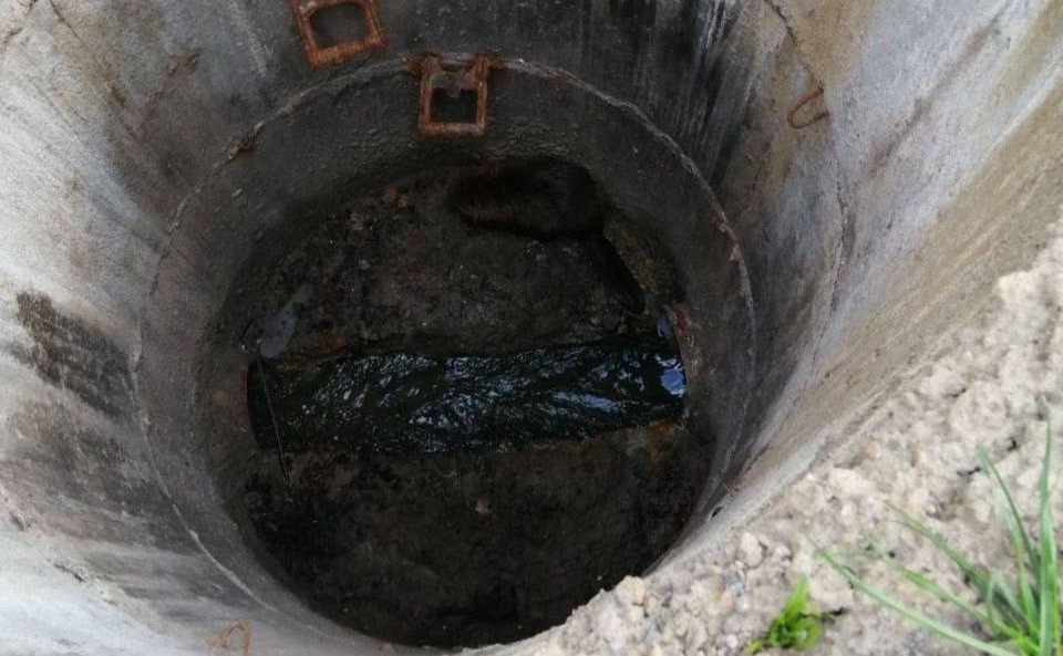 Зоорятувальникам довелося добряче побігати за гризуном. Фото: Команда порятунку тварин