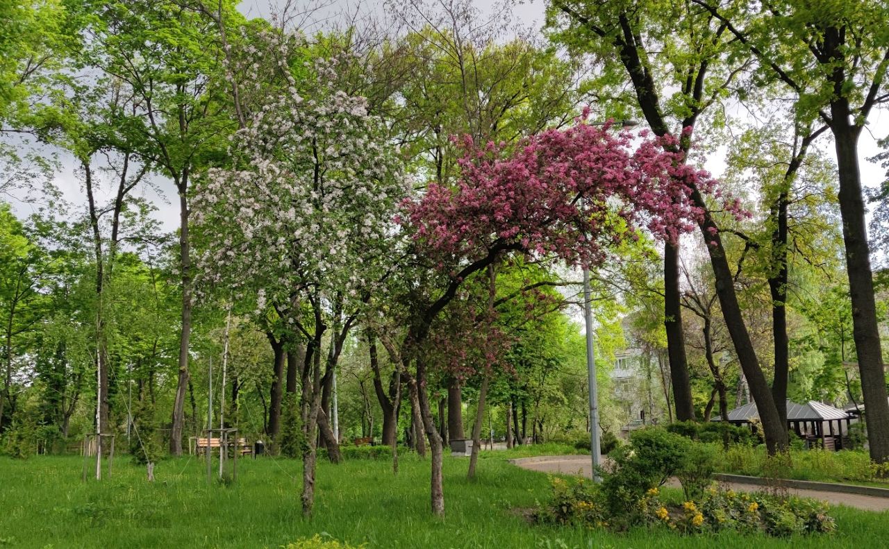 Парк «Березовий гай» у Подільському районі. Фото: Катерина Новосвітня