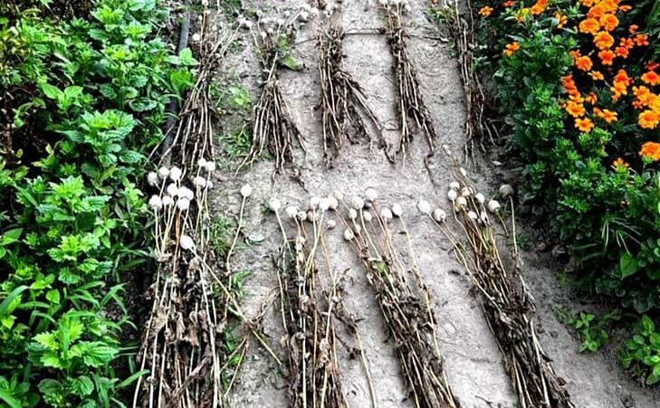Снодійні рослини готувались для збуту наркозалежним. Фото: Поліція Київської області