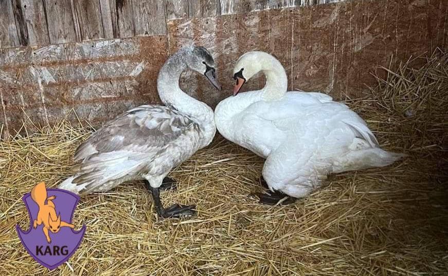 Врятовані лебеді. Фото: Kyiv Animal Rescue Group