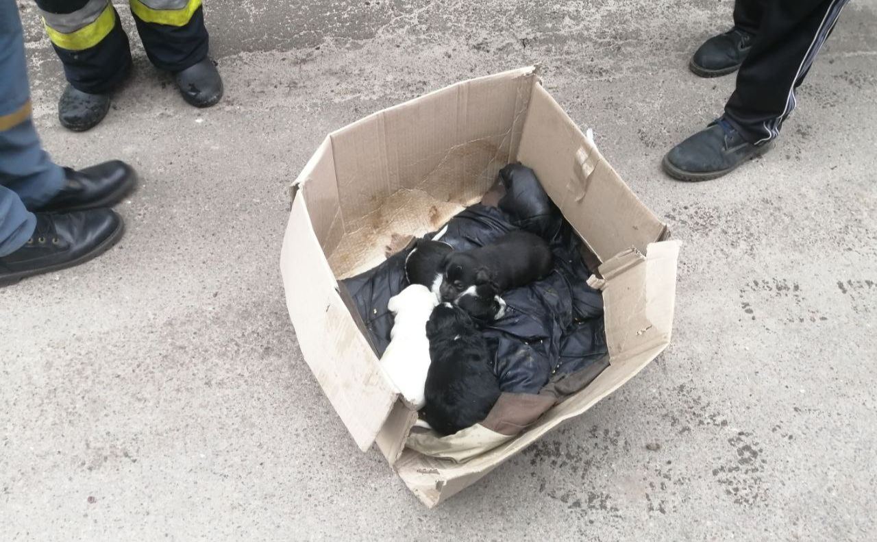 Рятувальники передадуть цуциків у надійні руки. Фото: ГУ ДСНС у Київській області