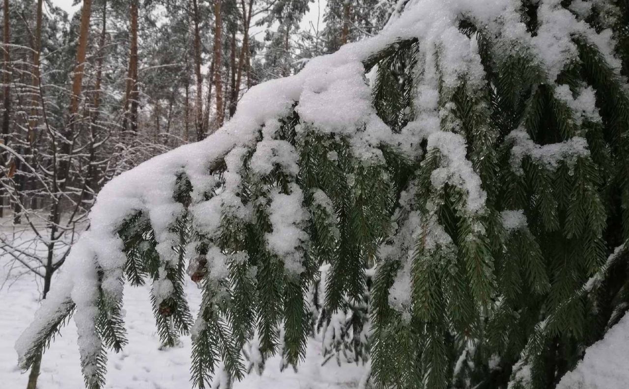 В лісі біля Броварів. Фото: Дарницьке ЛПГ