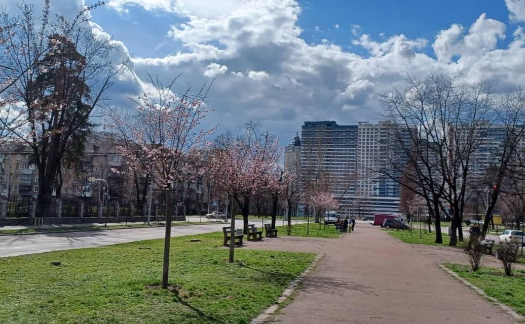 Сакури вже зацвіли. Фото: фейсбук КП по СЗН