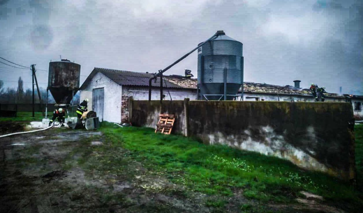 Пожежа сталася на фермі в Березані. Фото: ГУ ДСНС у Київській області