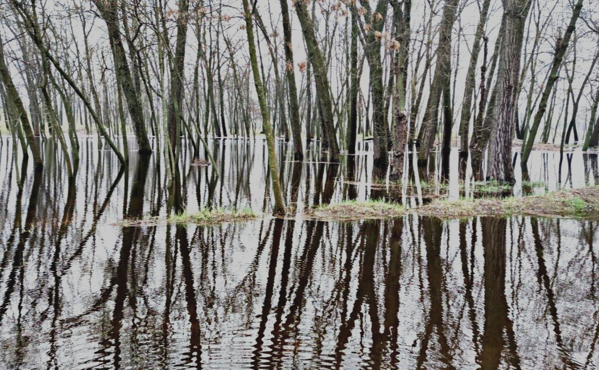 Затоплення заплави Дніпра на столичних островах. Фото: Катерина Новосвітня