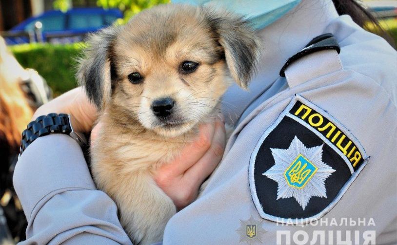 Права тварин мають бути захищені. Фото: Нацполіція