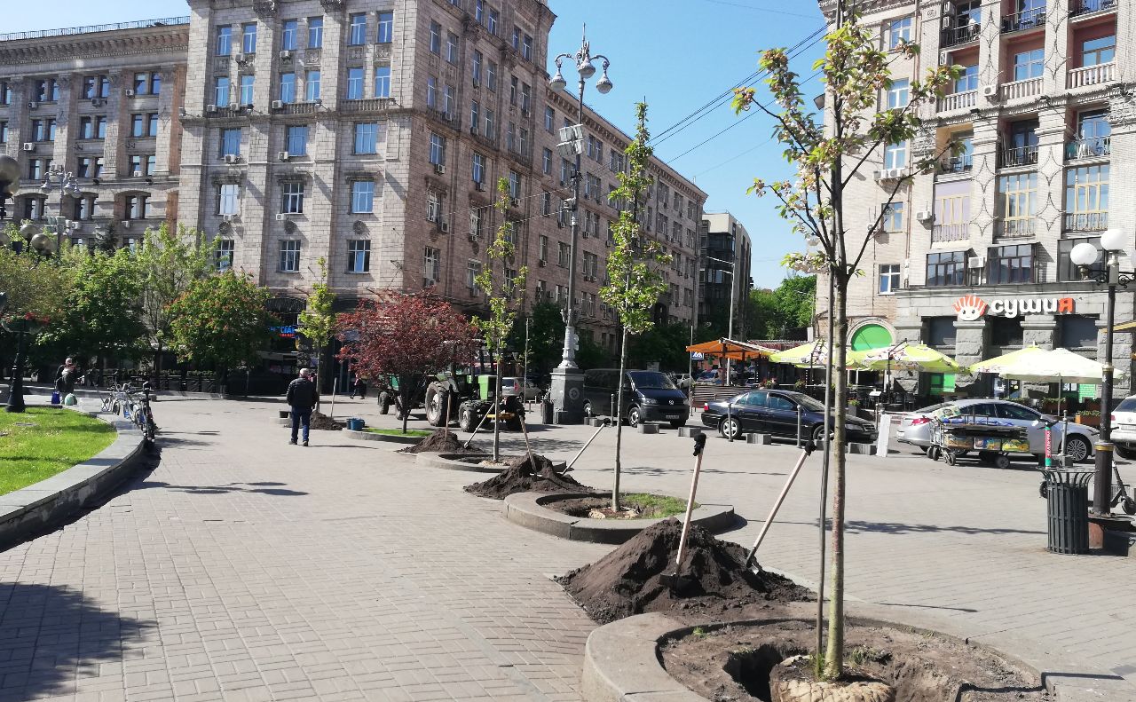 Сім сакур на Майдані Незалежності. Фото: Наталка Марків