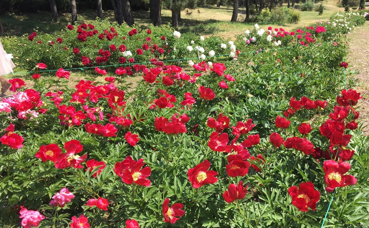Півонії на ділянці «Пори року». Фото: Тетяна Щербакова