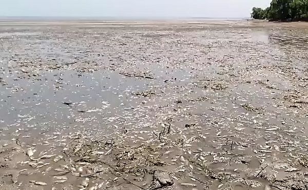 Десятки тисяч риб залишилися на обмілілих водоймах. Фото: скріншот з відео