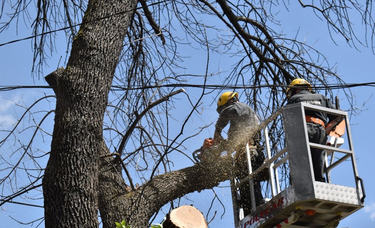 Дерево обрізали на вулиці Вишгородській. Фото: КАРС