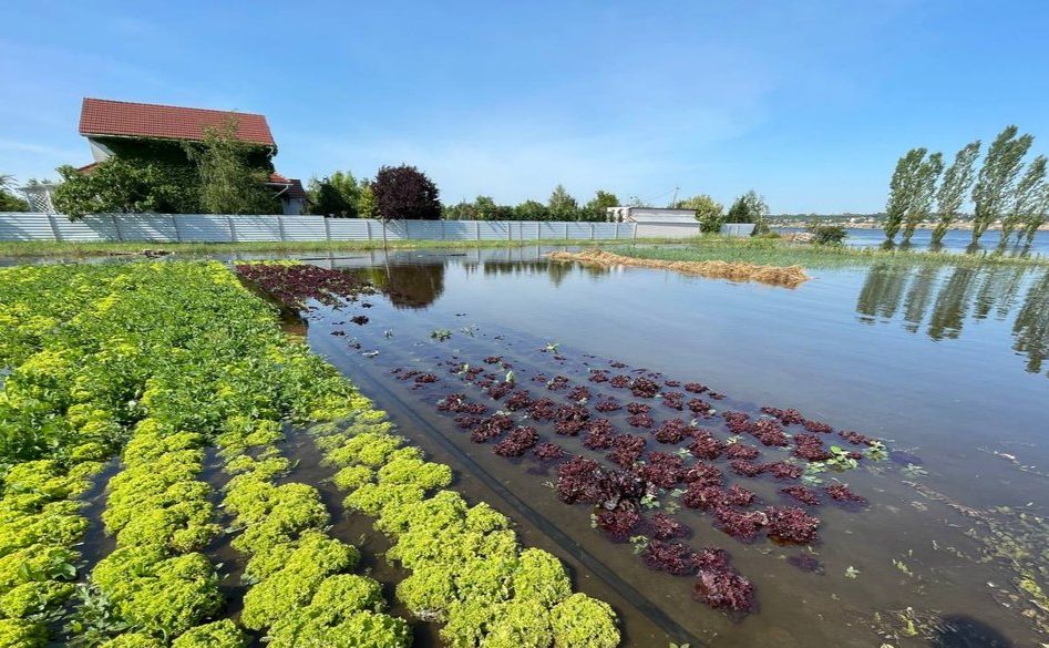Велика вода знищила урожай. Фото: Суспільне
