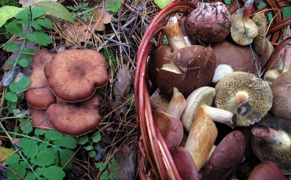 Киян закликають ставитися до споживання грибів відповідально. Фото ілюстративне з відкритих джерел