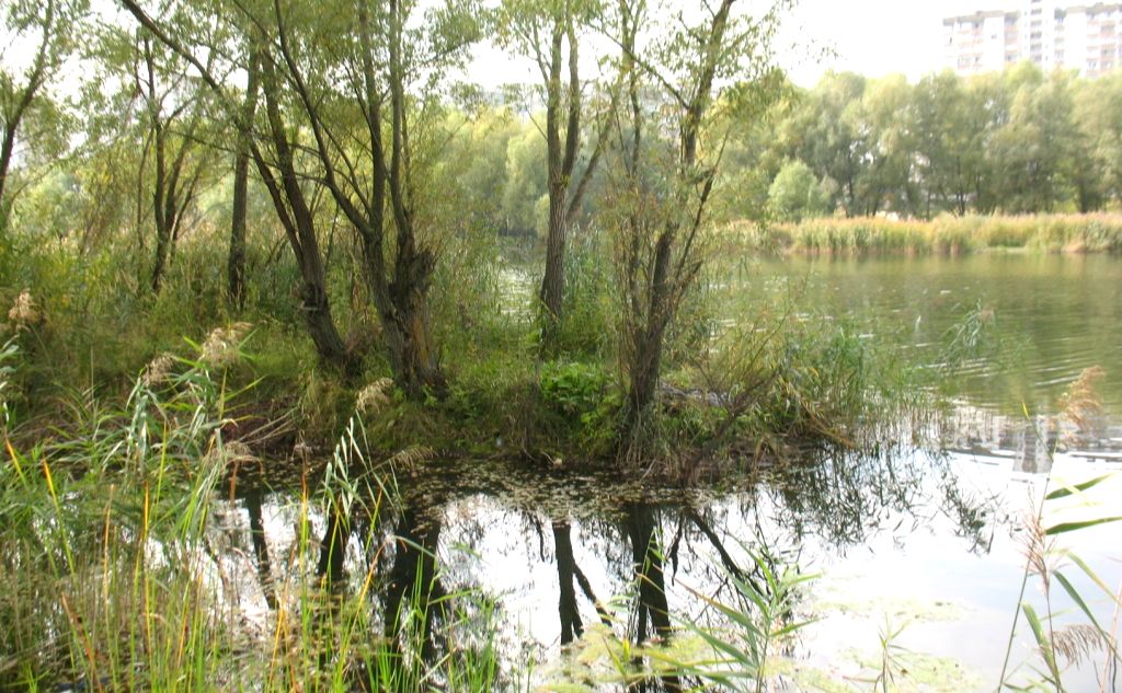 Троєщинські луки. Фото: Вікіпедія