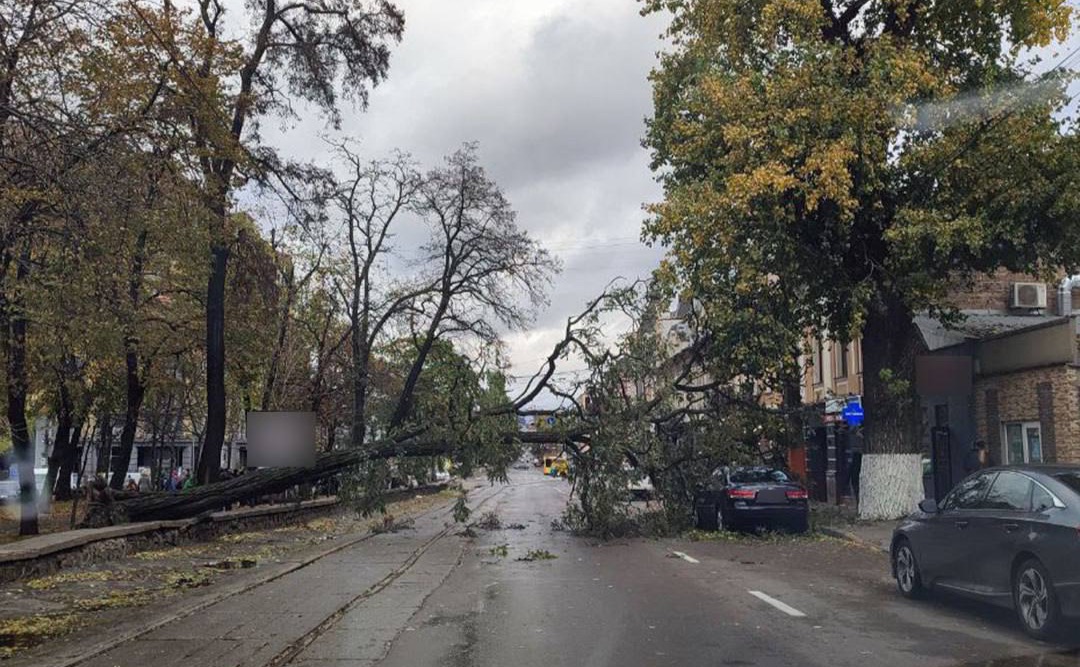 Повалене дерево на вулиці Верхній Вал. Фото: патрульна поліція