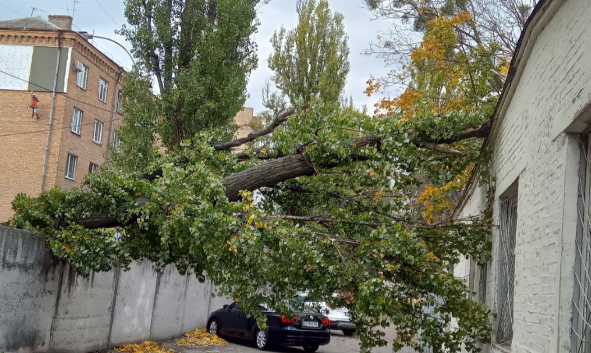 Штормовий вітер повністю повалив 626 дерев. Фото: КАРС