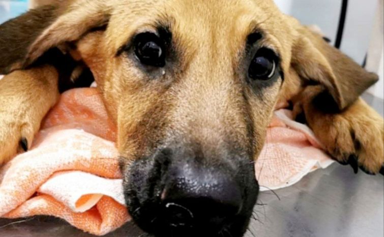 Маленький Рем вижив після падіння з багатоповерхівки. Фото: Kyiv Animal Rescue Group