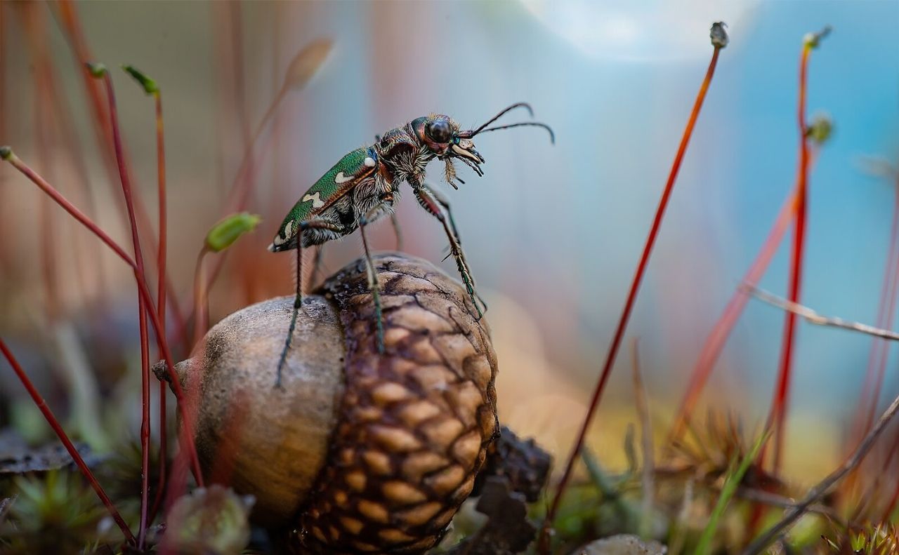 Комаха виду Стрибун перелісковий (Cicindela soluta) у заказнику Біла діброва в Києві Сергій Мірошник, CC BY-SA 4.0.