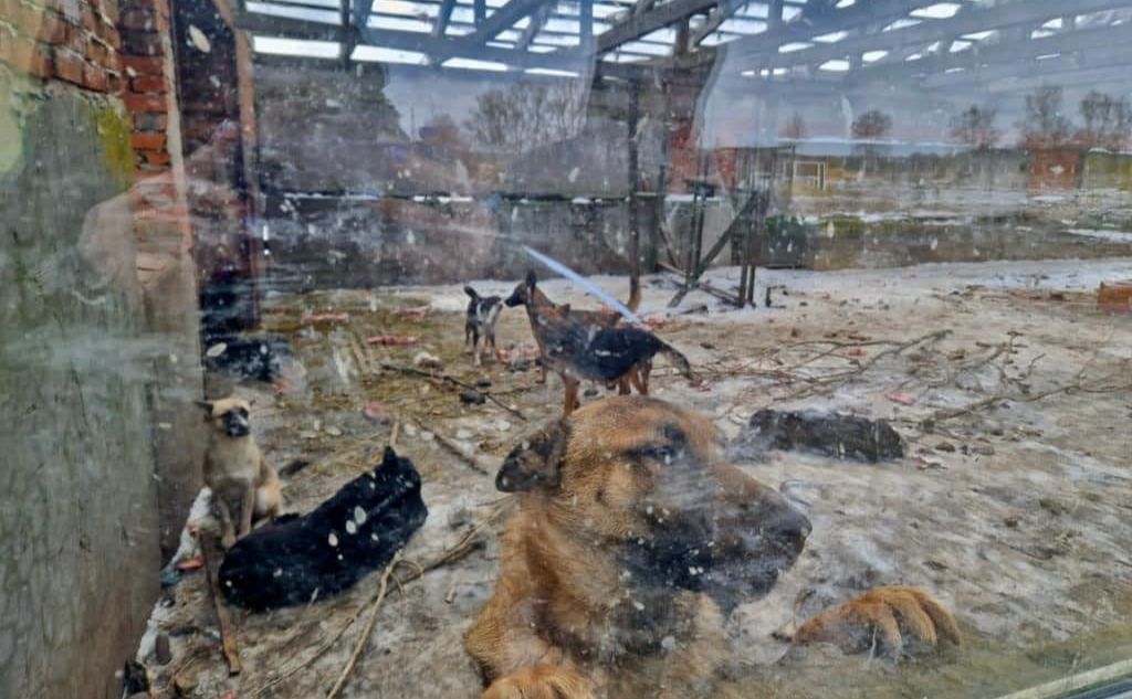 Притулок в селі Підлісся, де собаки помирали від голоду та хвороб. Фото: Поліція Київщини