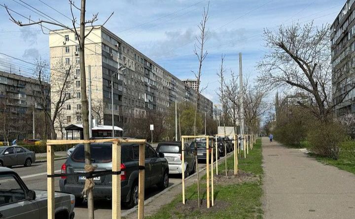 67 кленів сріблястих посадили на вулиці Мілютенка. Фото: КП УЗН Деснянського району
