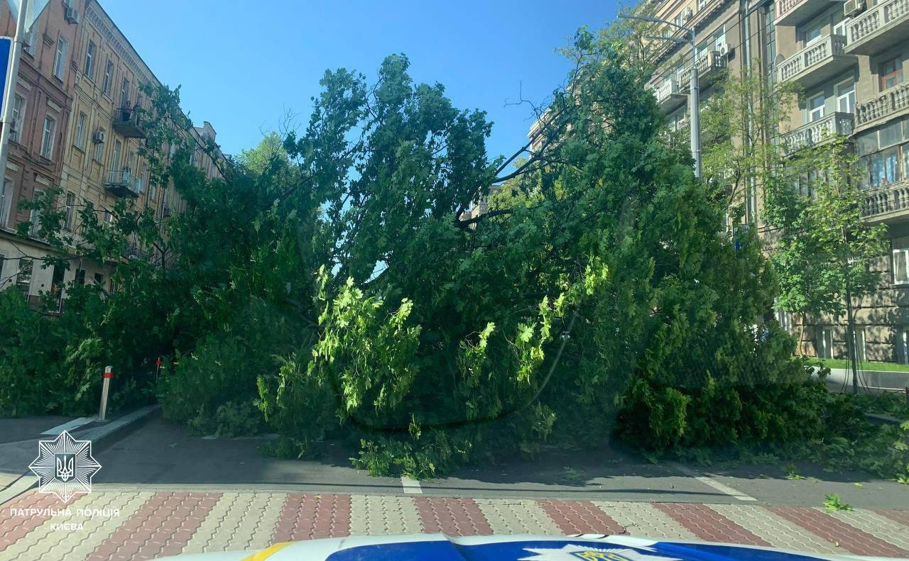Повалене дерево на перетині вулиць Богдана Хмельницького та Пирогова. Фото: Патрульна поліція Києва