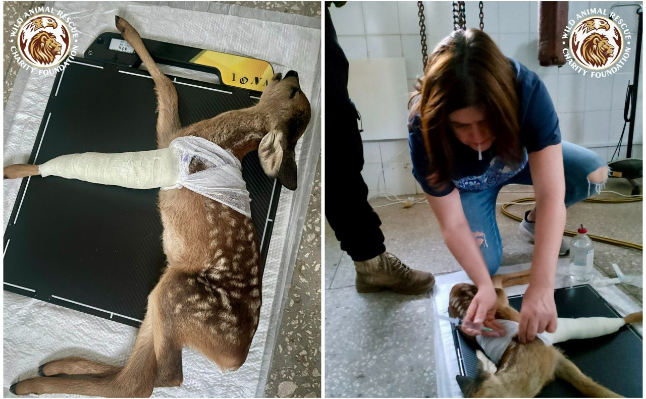 Поранена косуля. Фото: Wild Animals Rescue Center