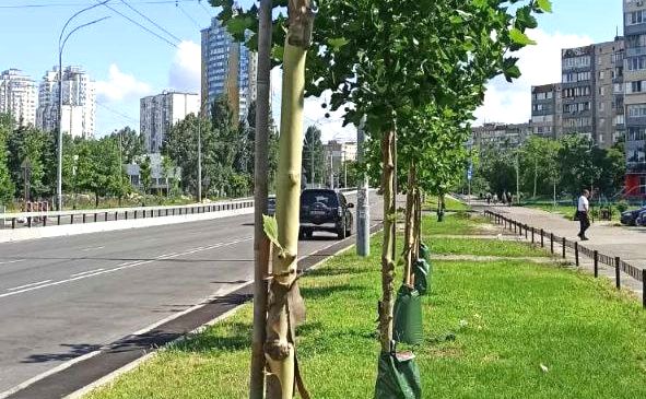Платани на вулиці Івасюка. Фото: КП УЗН Оболонського району