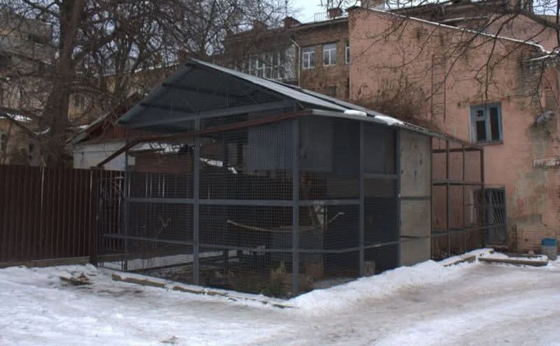 Дворик із воронами. Фото: Володимир Бондаренко
