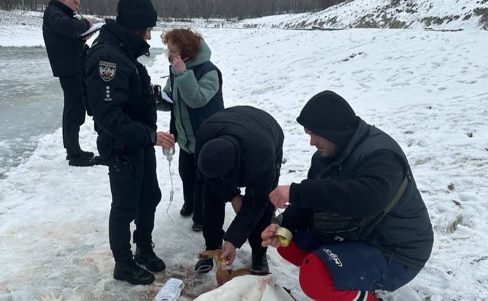 Поліція відкрила криміналну справу щодо вбивць тварини. Фото Нацполіція