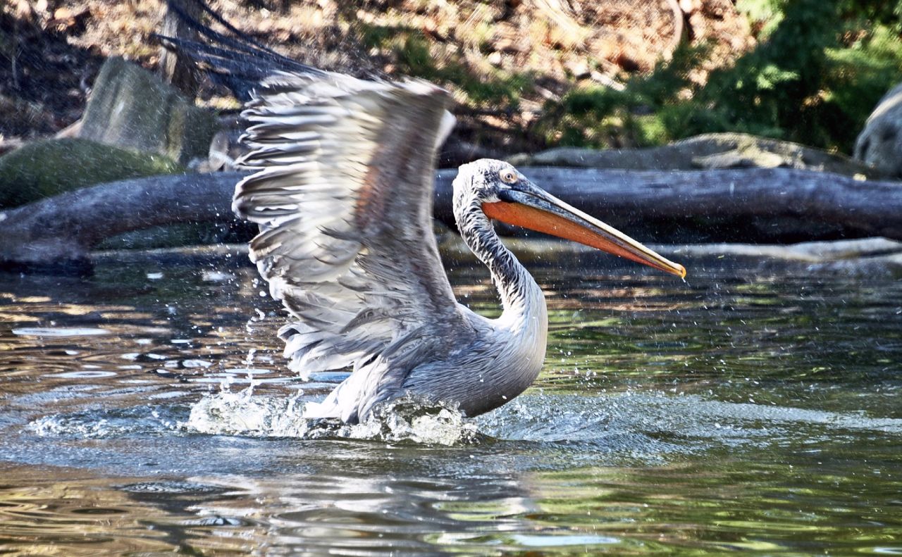 Комфортне життя пеліканів забезпечують чиста вода та риба. Фото: КиївЗоо