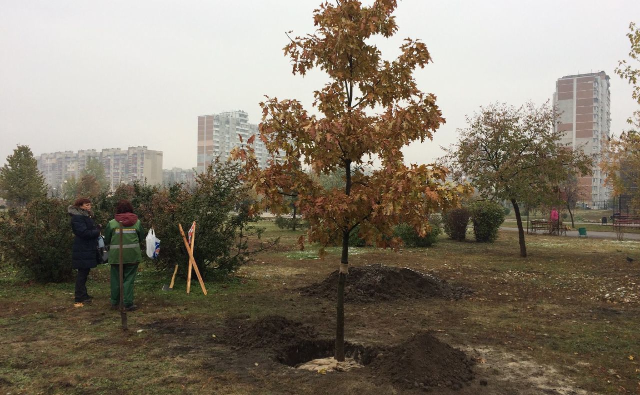 Висадження дерев. Фото: КП УЗН Деснянського району