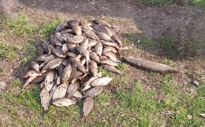 Горе-рибалка встиг виловити 124 карасі, 5 краснопірок і щуку. Фото: Київський рибоохоронний патруль