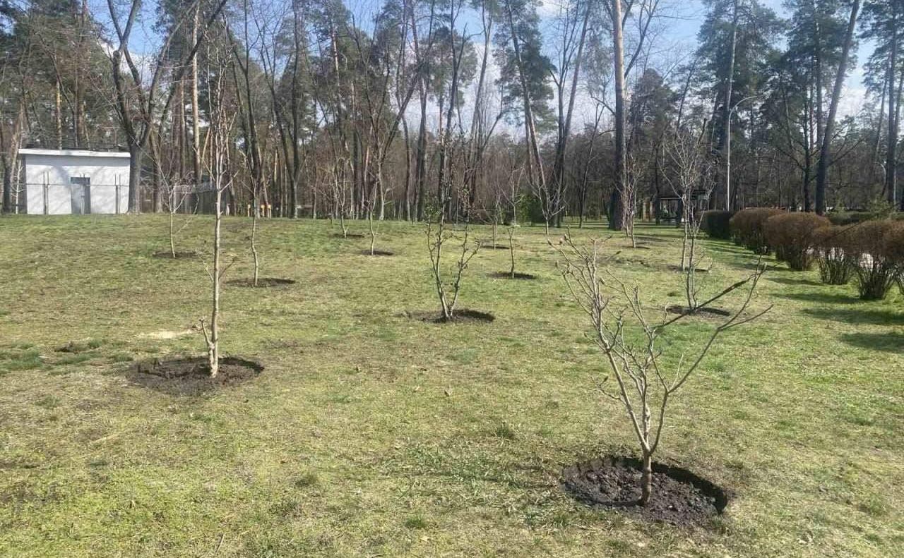 11 магнолій з’явилися у парку Партизанської слави. Фото: КП УЗН Дарницького району