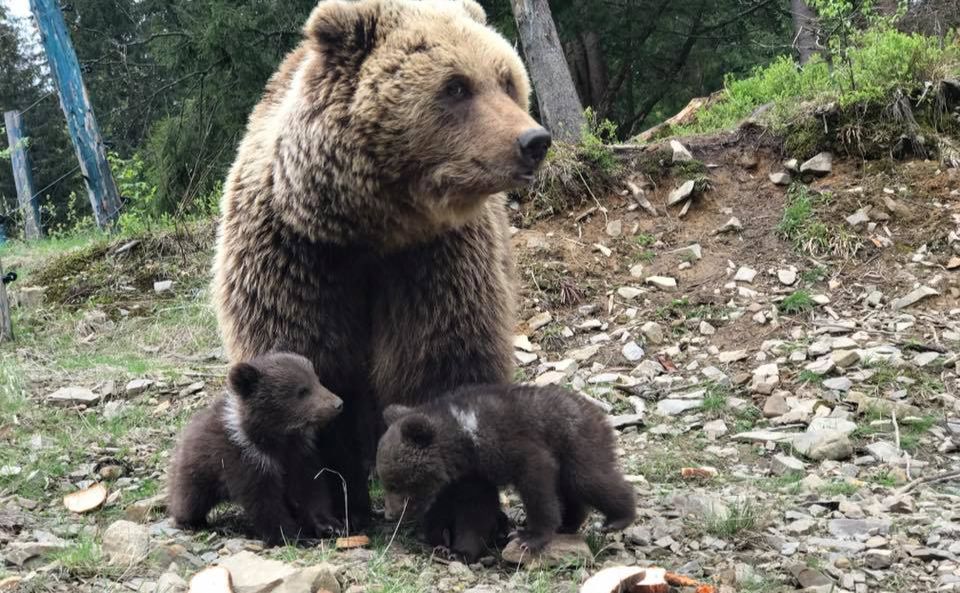 Фото ілюстративне з відкритих джерел