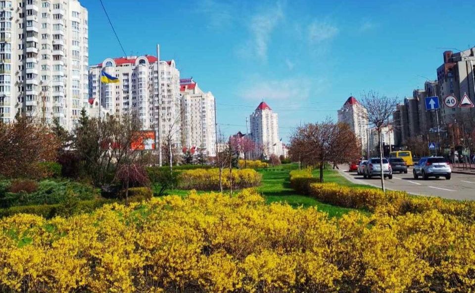На Оболоні висаджують форзизію. Фото: КП УЗН Оболонського району