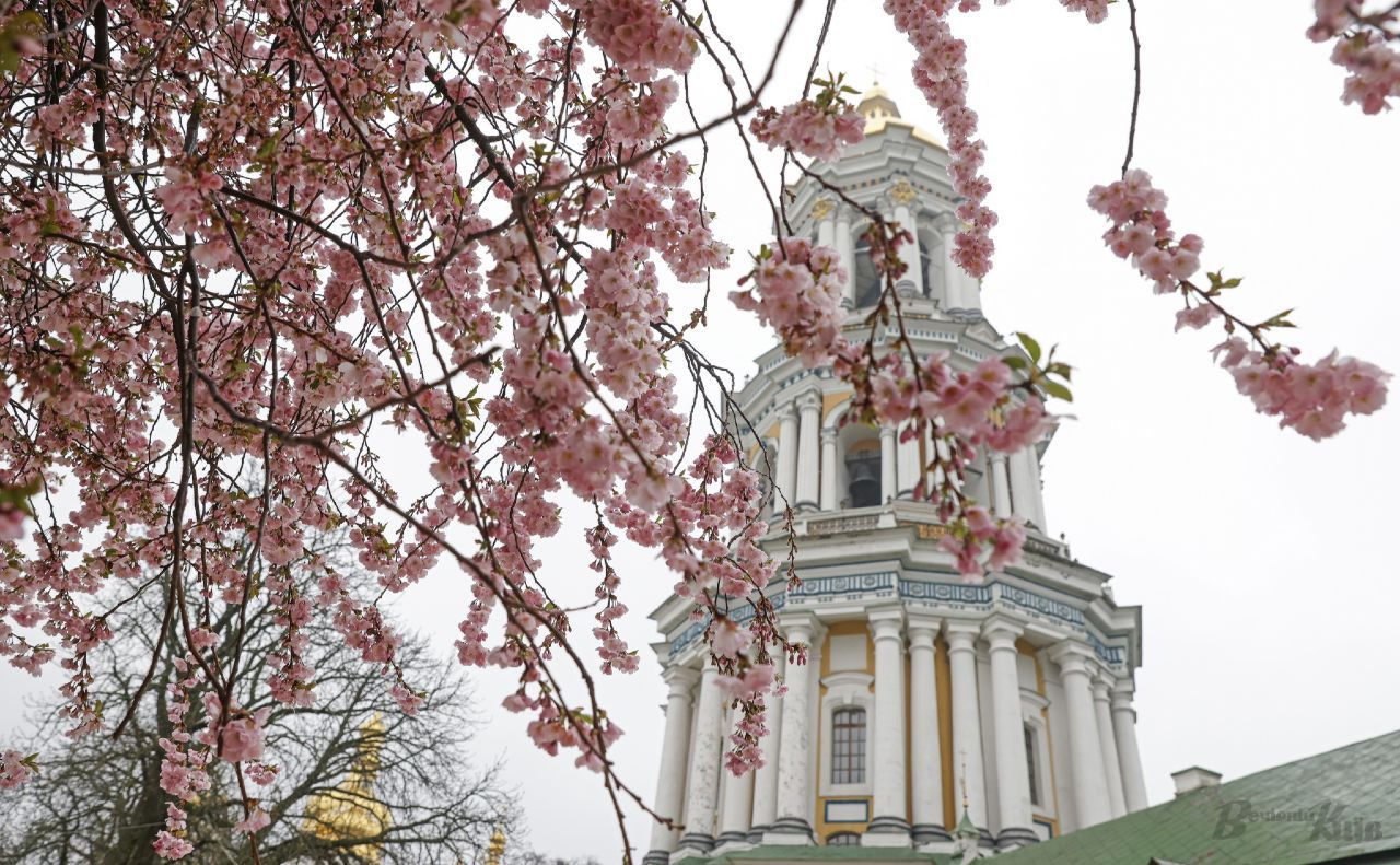 На Соборній площі у Києво-Печерській лаврі квітне сакура. Фото: Борис Корпусенко