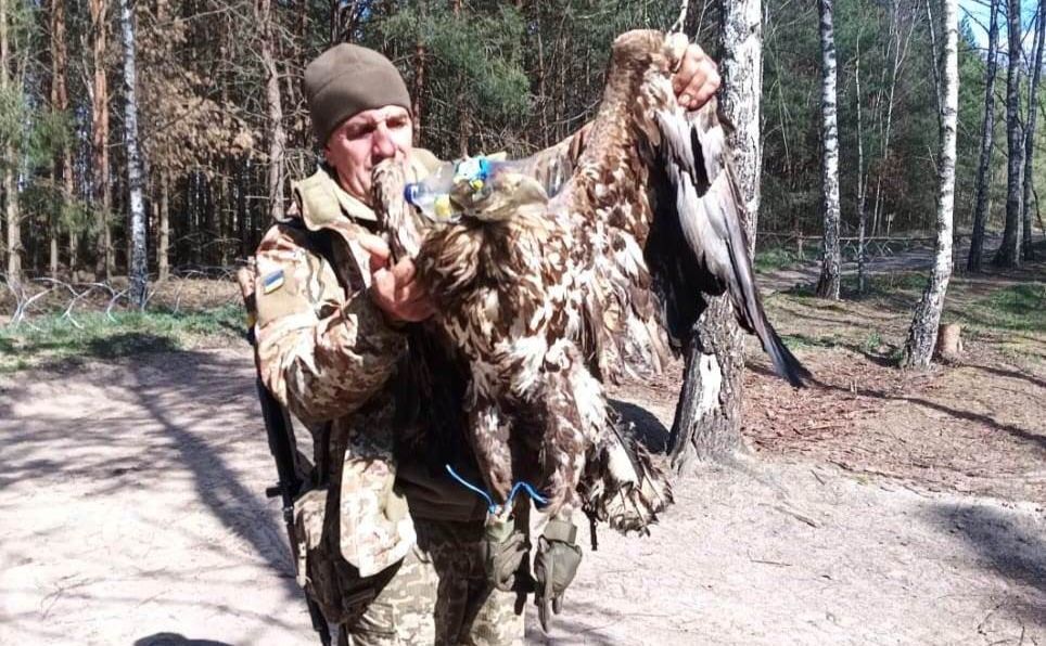 Пораненого велетня знайшли на кордоні з Білоруссю. Фото: ДПСУ