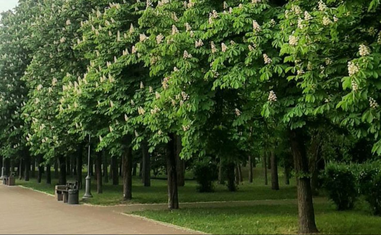 Каштани у парку Перемога. Фото: Дніпровська РДА