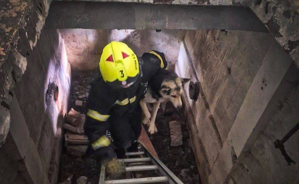 Собак витягали «вручну». Фото: ГУ ДСНС Київської області