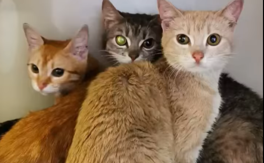 Скріншот з відео Кyiv Animal Rescue Group