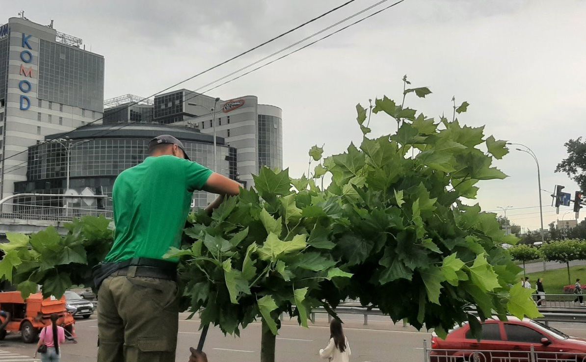 Формувальна обрізка. Фото: КП УЗН Дніпровського району