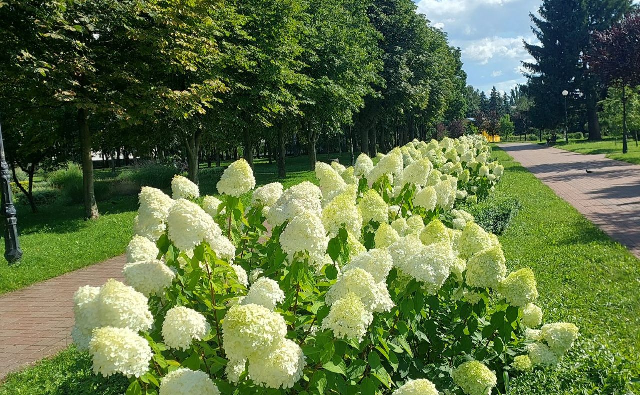 Гортензії у парку в Києві. Фото: КО «Київзеленбуд»
